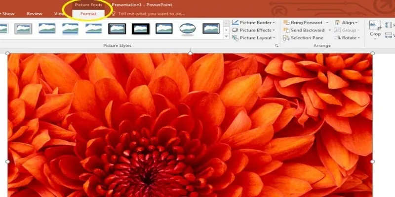 Compressing images in PowerPoint